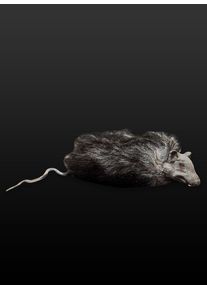 Fellratte