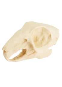 3D-printed rabbit skull for self-painting (10cm)