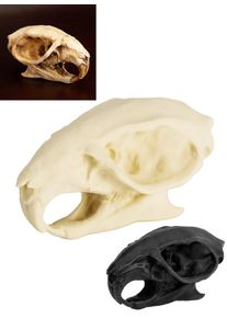 Cranio di ratto stampato in 3D da dipingere (7cm)