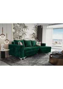 Kasvo MASSIMO 1 ROH+0 Kronos 19