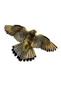 G&uuml;nther G&uuml;nther L&eacute;taj&iacute;c&iacute; drak - Sokol - 92 x 62 cm - 1230